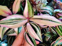 Rarität Zebrina Multicolor Discolor - Tradescantia Hängepflanze Nürnberg (Mittelfr) - Südstadt Vorschau