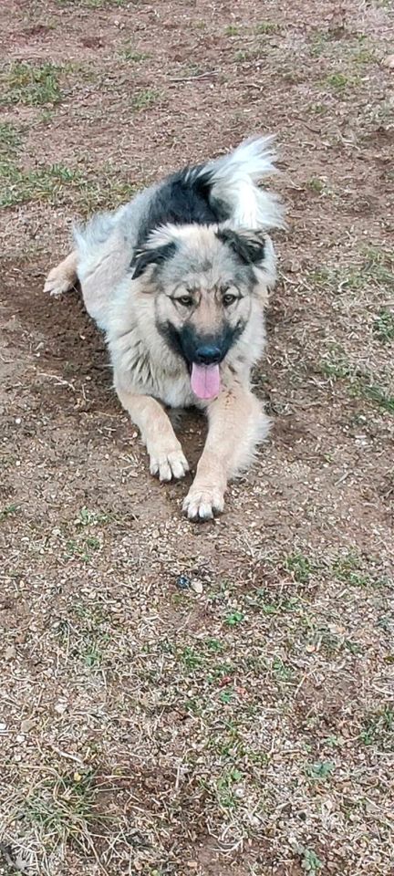 Lena - Schönheit sucht Zuhause in Nürnberg (Mittelfr)