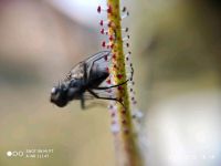 Fleischfressende Pflanzen Dionaea Drosera Venusfliegenfalle Hessen - Bebra Vorschau