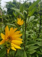 Topinambur, Staudensonnenblume, Bienenweide, Bio, Wurzelgemüse Niedersachsen - Uelzen Vorschau