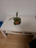 Ikea Tisch mit Pflanzen Baden-Württemberg - Freiburg im Breisgau Vorschau