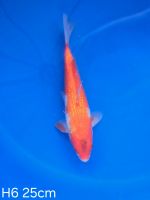 Koi Ginrin Kohaku 25cm H6-31 Nordrhein-Westfalen - Wadersloh Vorschau