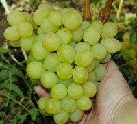 Süße Trauben Pflanzen ♥ Tafeltrauben ♥ Weinrebe ♥ Weintrauben Rheinland-Pfalz - Morbach Vorschau