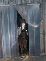 traumhaft schönes Paint Horse Stutfohlen Baden-Württemberg - Nattheim Vorschau