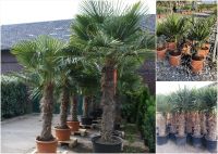 Hanfpalme Trachycarpus Fortunei, Palmen, winterharte Palme Nordrhein-Westfalen - Willich Vorschau