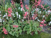 Große Purpurglöckchen und Christrosen winterhart immergrün Bayern - Landshut Vorschau