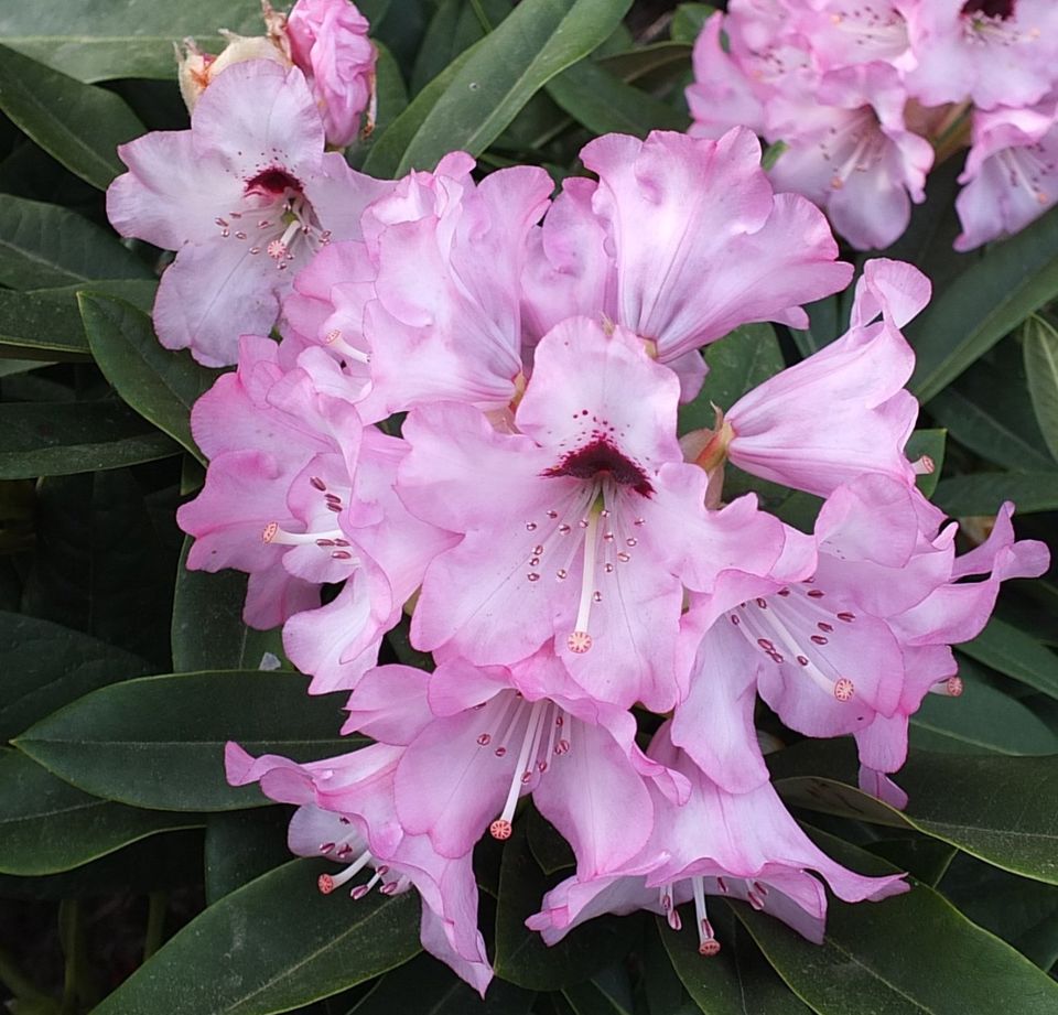 3 Rhododendron Rarität starkwüchsig ROSA PINK WEIß - Sichtschutz in Stadtallendorf