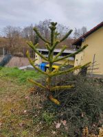 Araukarie Schlangenbaum Rheinland-Pfalz - Wahlheim Vorschau
