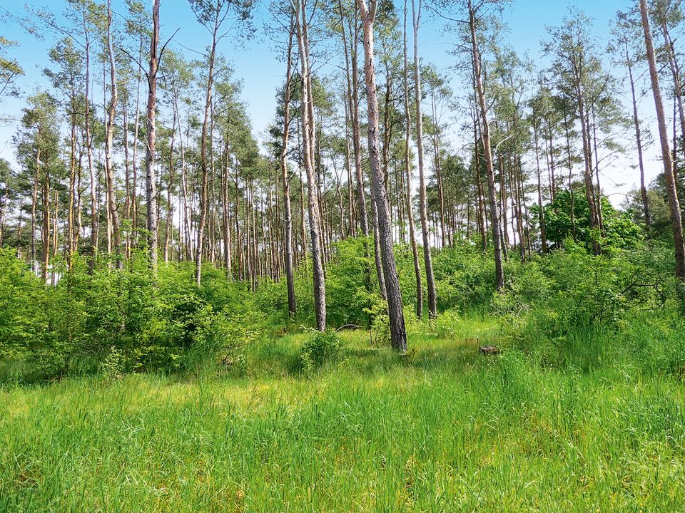 vertragsfreies Waldgrundstück mit 21.402 qm² in Salzwedel