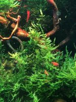 Spiky Moos - Taxiphyllum - aquarienmoos Kiel - Hasseldieksdamm Vorschau