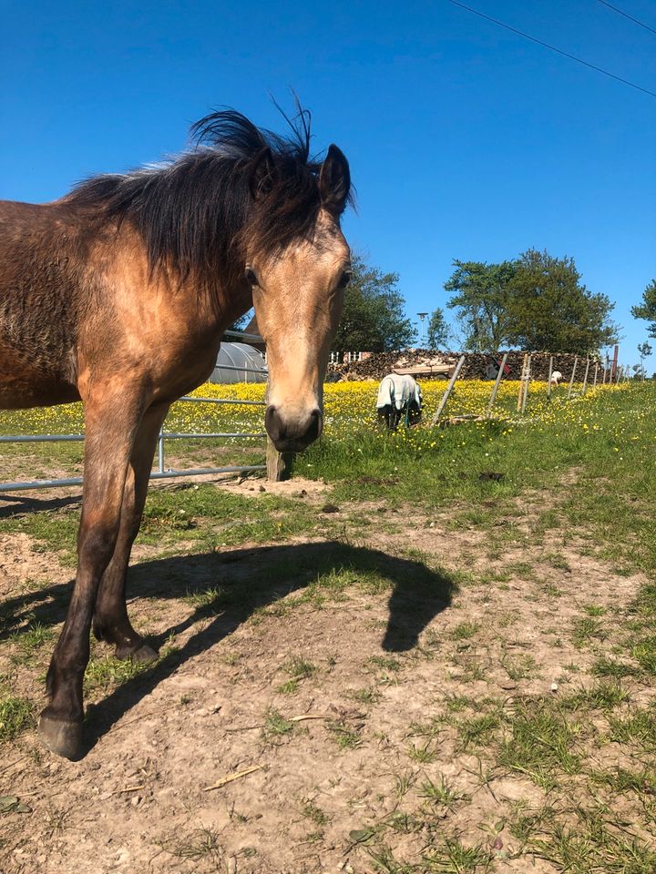 Traumhafter Jährlingshengst von Crown Dramatic in Damp