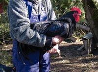 BE-Meiner wunderschönen Jersey Giant in schwarz Bayern - Osterzell Vorschau