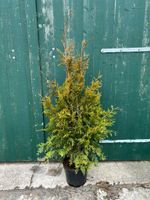 Thuja plic. 'Aurescens ' 125/150 cm ,100/125 cm8⁸ Niedersachsen - Filsum Vorschau