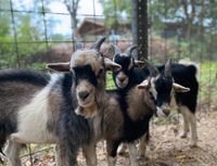 Ziegenbock Hessen - Gudensberg Vorschau