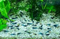 Garnelen blau Blue Dream Aquarium Stück 1€ Niedersachsen - Papenburg Vorschau