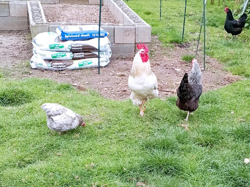 Hühner und Enten Eier abzugeben in Wassenberg