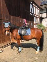 Pony Set Blau Hessen - Lohra Vorschau
