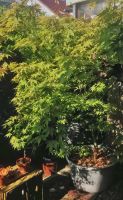Großer grüner Ahorn, Acer Palmatum 240 x 220 cm im Kübel. Bonn - Nordstadt  Vorschau
