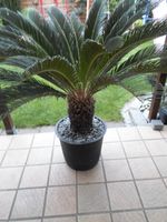 Sagopalme Palmenfarn Cycas Revoluta 1,10m 38cm Stamm Nordrhein-Westfalen - Ahlen Vorschau