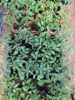 Verschiedene Tomatenpflanzen zu verkaufen Hessen - Homberg (Efze) Vorschau