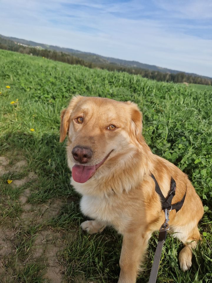 Balu, 2 Jahre, 35 cm, braucht ruhiges Zuhause in Kaisersbach