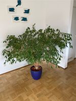 Gesunder Ficus benjamina / Benjamini  mit Topf Baden-Württemberg - Dossenheim Vorschau