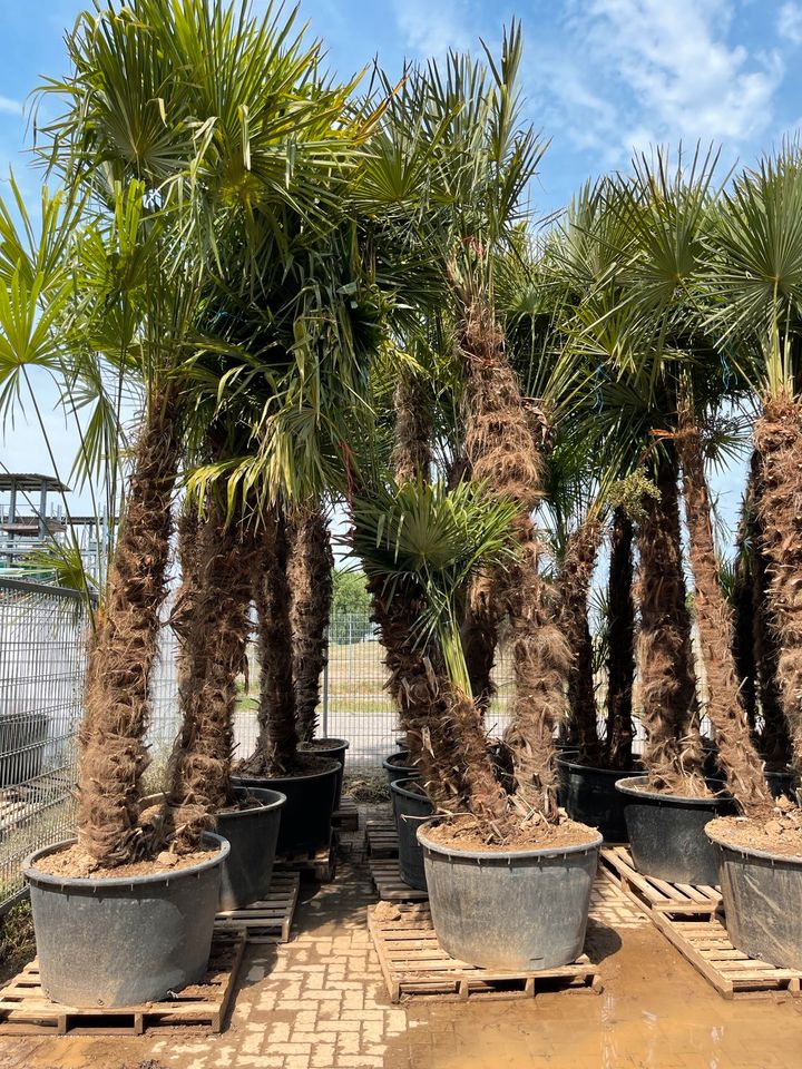 Trachycarpus 2er Multistamm Mehrstämmige Palme Fortunei in Ettenheim