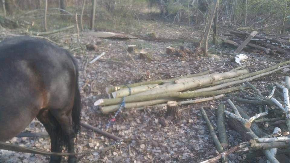 Holzrücker, Holzrücken mit Pferden ,Holzrückung mit Pferd in Spremberg