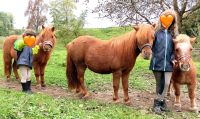 Reitbeteiligung /Pflegepony Baden-Württemberg - Bad Waldsee Vorschau