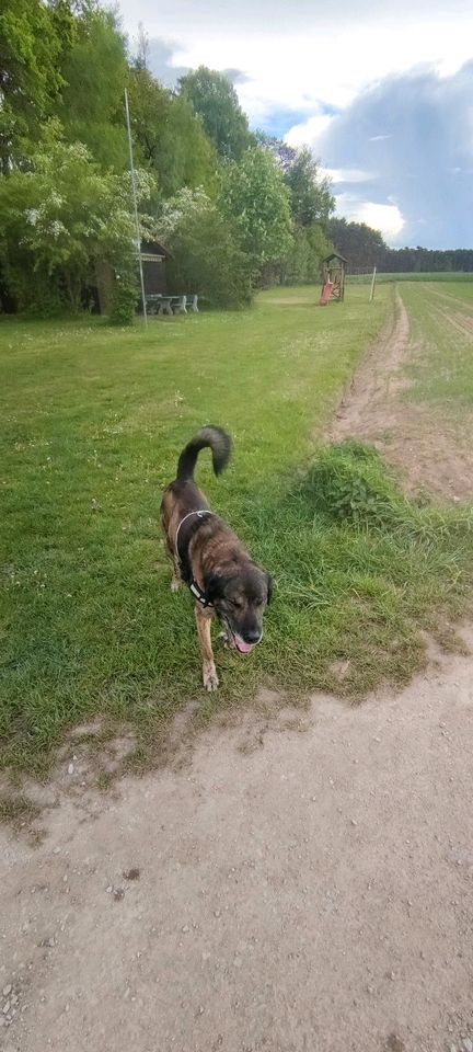 Super toller Familienhund in Schwanstetten