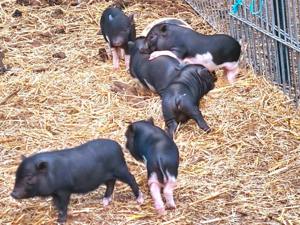 Minischweine, Ferkel in Fürstenwalde (Spree)