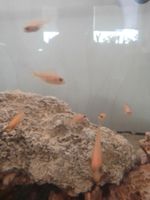 Antennenwelse, Aulonocara-Firefish, Synodontis Niedersachsen - Rinteln Vorschau