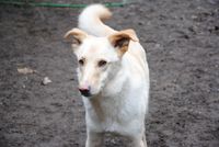 Sidney, ein Labrador-Mix sucht ein neues Körbchen Brandenburg - Wandlitz Vorschau