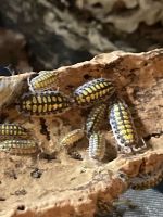 Yellow Haasi Zierasseln Niedersachsen - Barsinghausen Vorschau