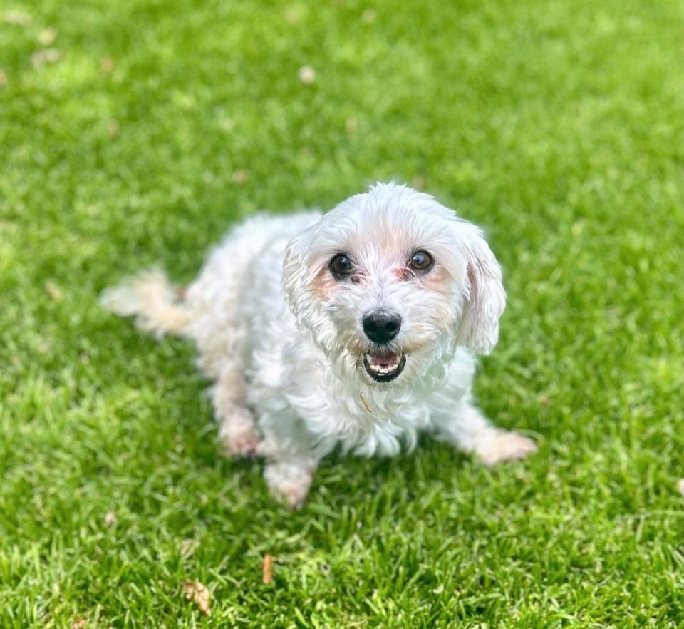 KIWI Malteser Hündin Tierschutz Hund in Rosengarten