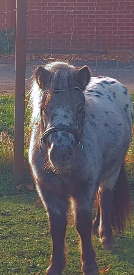 Ponyhengst, Shetty, Tigerschecke in Kabelsketal