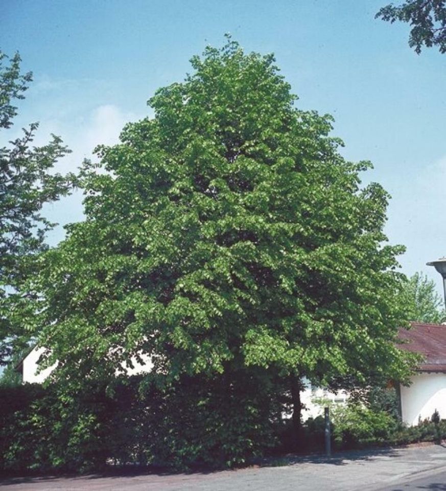 Winterlinde Linde Alleebaum Parkbaum Tilia cordata in Simmerath