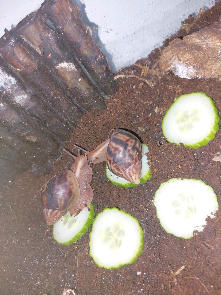 Achatschnecken, afrikanische Riesenschnecken wundervolle Maserung in Kühbach