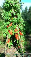 Tomatenpflanzen 3m Tomate Brandenburg - Ruhland Vorschau