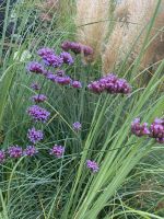 Eisenkraut Verbena Pflanzen Blumen Bodendecker Staude Kräuter Nordrhein-Westfalen - Rietberg Vorschau