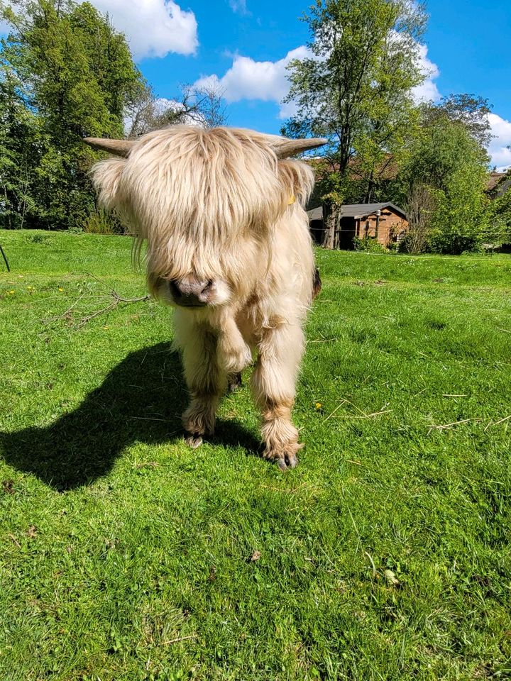 Highland Cattle,  Hochlandrind, Highlander in Lommatzsch