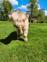 Highland Cattle,  Hochlandrind, Highlander Sachsen - Lommatzsch Vorschau