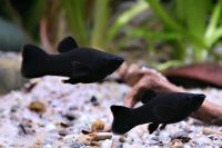 Black Molly Spitzmaulkärpfling Fisch Fische Bayern - Marktheidenfeld Vorschau