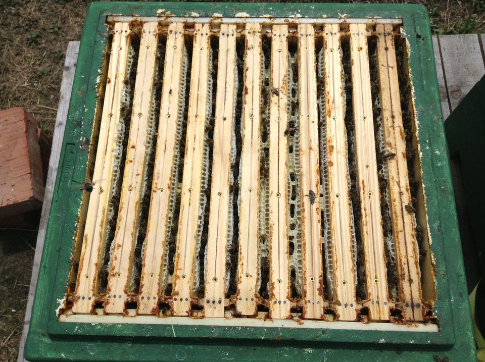 Bienenvolk Carnica auf DNM - Bienen - Imkerei in Radebeul