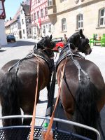 Du möchtest Kutsche fahren lernen? Bayern - Spalt Vorschau