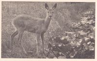 Postkarte, Ansichtskarte   Bild eines Rehs Schleswig-Holstein - Bad Oldesloe Vorschau