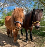 Ponyreiten/Ponyzeit für Kinder Hessen - Fürth Vorschau