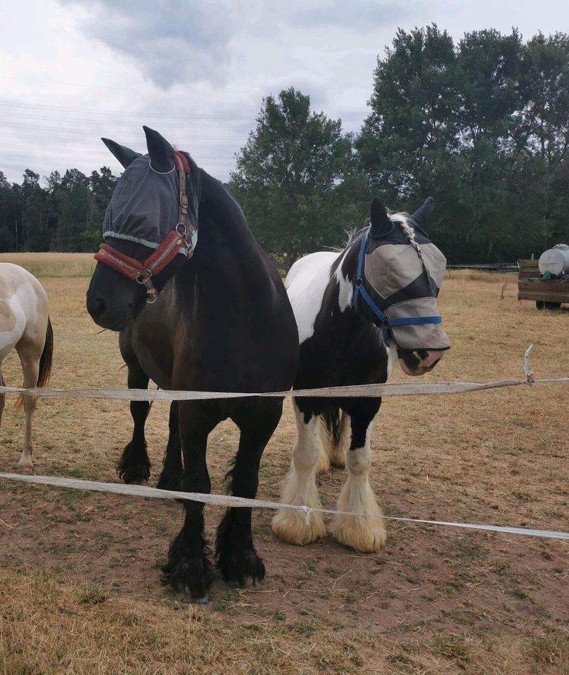 Reitbeteiligung/Pflegebeteiligung für Tinker & Friese # Gelände in Rödermark