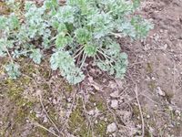 Wermut Absinth Artemisia absinthium Pflanzen Nordrhein-Westfalen - Hamminkeln Vorschau