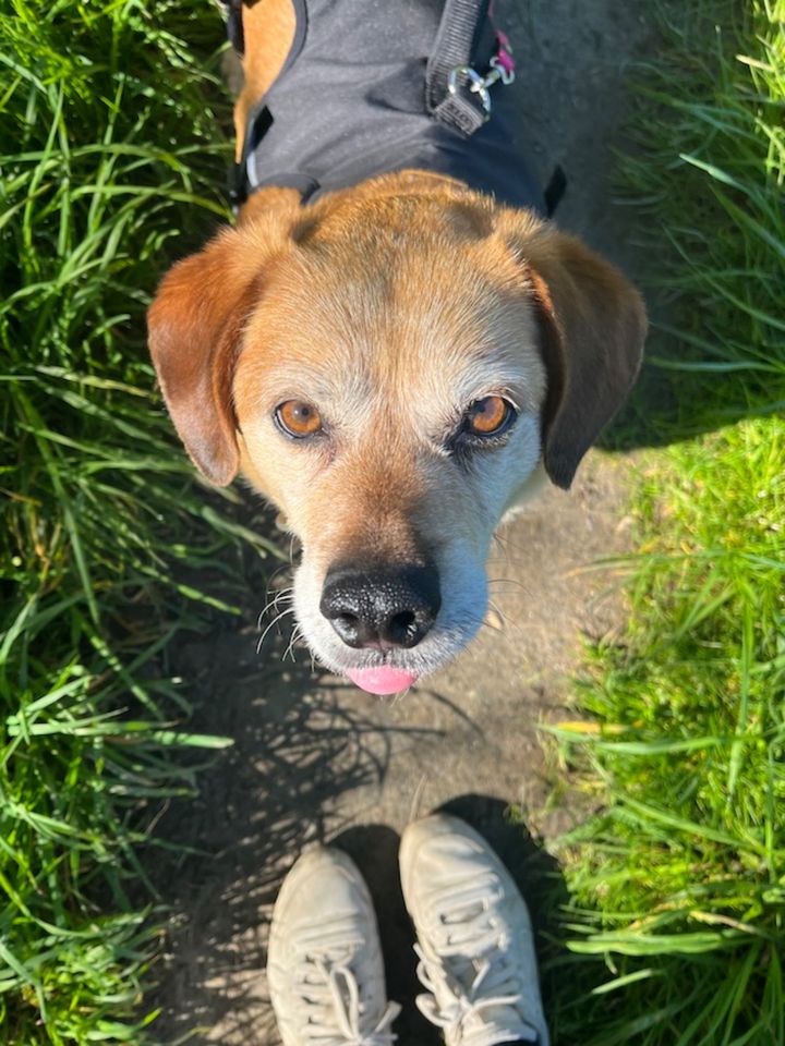 Bambusz, lebensfroher Hundemann, ca. 9 Jahre *Tierschutz* in Essen